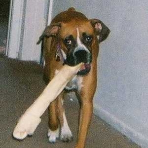Big Bone!