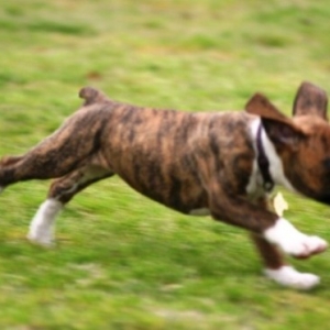 Flying Kronk!