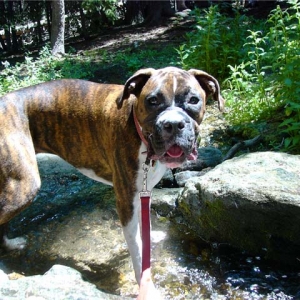 Rossi on a hike