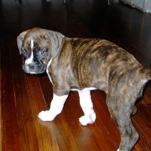 cute puppy