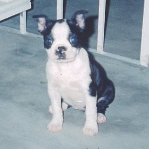 Introducing "Abby"