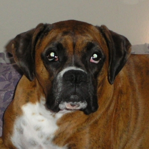 Bailey hanging out
