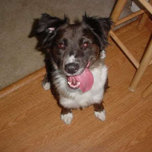 Shelly