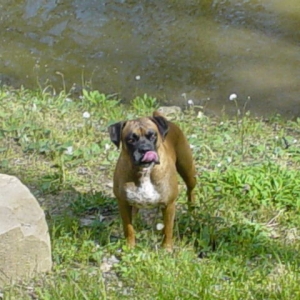 Swimming in the Pond