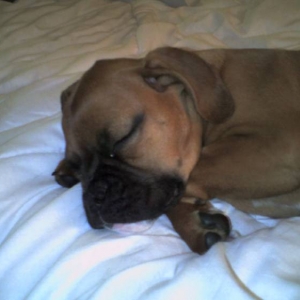 Charlie(4 mnths)