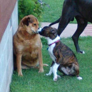 Romie & Her "Cousins"