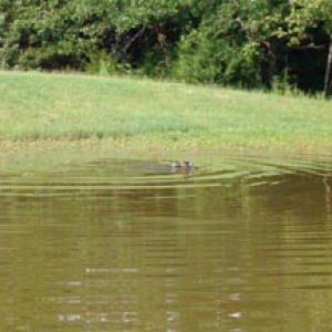 Such Good Swimmer