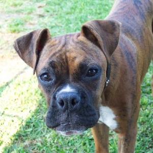 Can I have a cookie? Pleeeeeease!