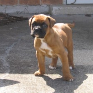 9 weeks