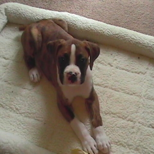 DC Pup