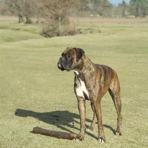 sadie1