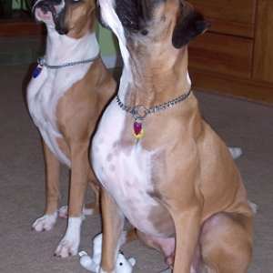 Snoop and Dottie posing for bananas!