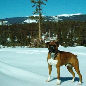 Mountain Snow Dog