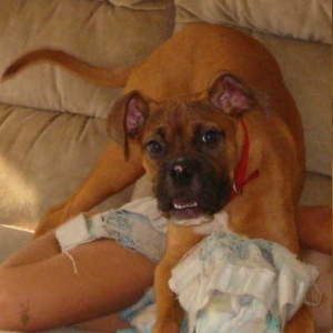 Tyson - Rescue Puppy