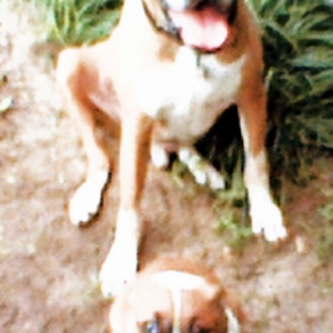 Taz and Laila
