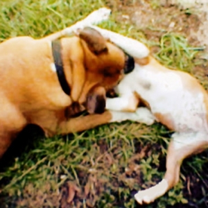 Taz and Laila