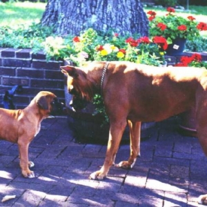 Scooby Doo and Scrappy too!