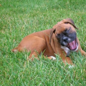 Big Yawn!
