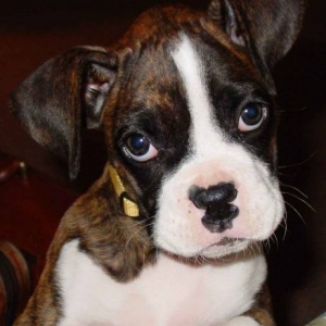 Agatha @ 12 weeks