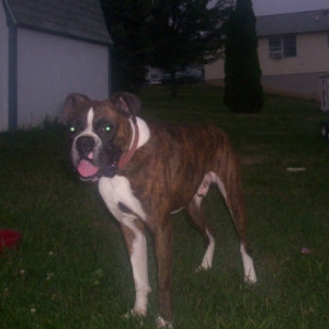 Tigger out in the yard!!