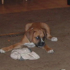 Cody @ 10 weeks