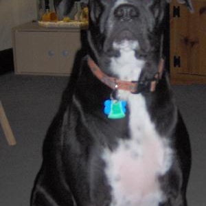Coleman... Such a good boy!