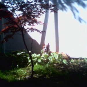 laying_in_the_bush