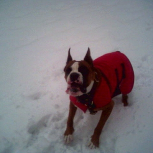 dog_park