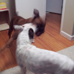 Gus and Maggie Boxing in the Study