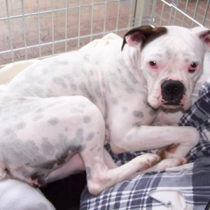 Foster girl Maggie in Her Crate