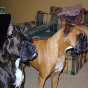 Booker and Hammer alert to noises outside the door.