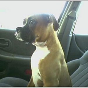 polly_starin_at_sonic