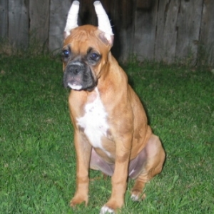 Big Girl Ears Front