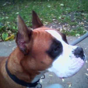 Profile
