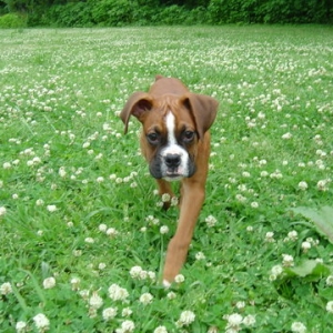 Lady at the Dog Park