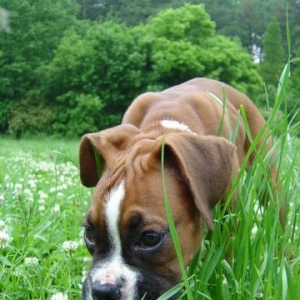 Eating grass