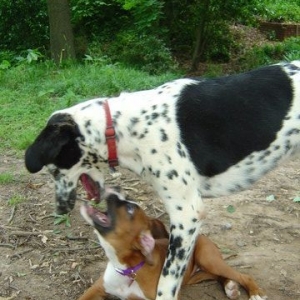 Lady and Scout ready to rip each other apart!!