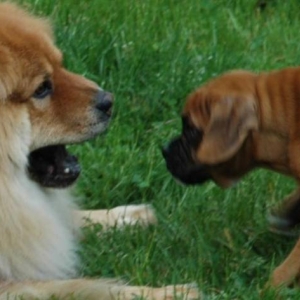 Say AHHH!