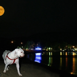 Fly me to the moon....