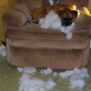 The Culprit