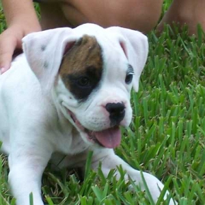 My Gracie Girl