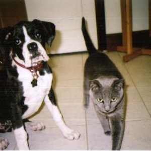 Kylie at 15 weeks way bigger than shadow now!