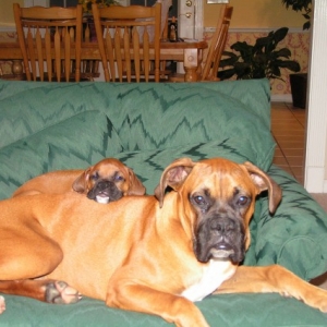 Rascal & Lady