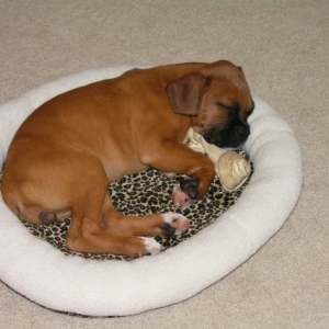 A Sleepy Lady Bug