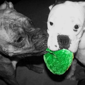 Gus and Maggie Playing With a Toy - Black & White
