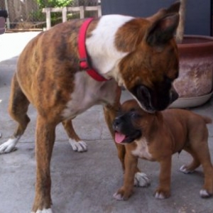 TINA THE BIG GIRL AND TINO THE LITTLE GUY..