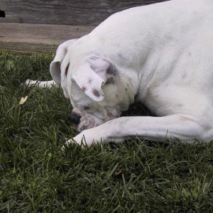 "There's something in the grass, Mom"