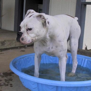 Standing in his Pool