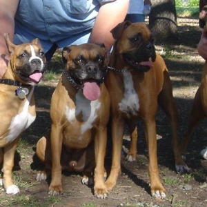 Tre's very first Boxer Bash in June 05
