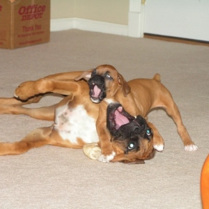 Who's the Boss?